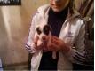 jack russel Nord Jeumont