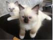 Chatons Ragboll rechercher de nouvelles familles Val de Marne Champigny-sur-Marne