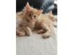 Chatons Maine Coon LOOF Alpes Maritimes Grasse