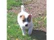 Adorable chiots Jacks Russel pour bonne famille Finistre Brest