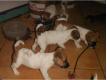 Magnifiques chiots types Jack Rusel terrier Finistre Quimper