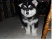 Chiot de race Husky Siberien LOF disponible Paris Paris