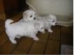 CHIOTS TYPE BICHON MALTAIS Nord Roubaix