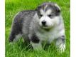 Chiots Malamute de l'Alaska  Rserver Nord Waziers