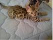 Chatons bengale disponible pour adoption Paris Paris