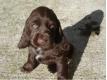 CHIOTS TYPE COCKER ANGLAIS Nord Tteghem