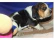 Magnifiques chiots Basset Hound LOF Var Bormes-les-Mimosas