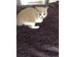 Chatons British Shorthair LOOF Disponible Vaucluse Mnerbes