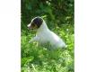 chiots jack russel pour noel Paris Paris