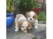 Chiots Cavalier King Charles Spaniel Rhin (Bas) Strasbourg