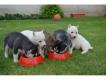 Disponibles de suite chiots Husky Sib�rien  R�gion Bruxelloise Brussel