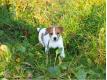  chiots jack russel non lof Savoie Barberaz