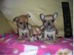 splendides chiots  chihuahua  Nivre Alligny-Cosne