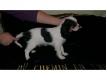 Chiots Cavalier King Charles  DONNER Var Entrecasteaux