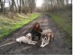 Garde d'animaux (chiens chats rongeurs oiseaux perroquets) sans box Pas de Calais Lillers