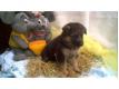 Chiot type Berger allemand mle non lof Seine et Marne Chailly-en-Bire