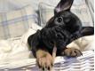 Splendide bouledogue franais a adopter chiots  Aveyron Rodez