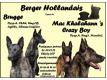 Chiots Berger Hollandais LOF Aveyron Asprires