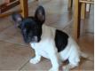 Sublimes Chiots Type bouledogue fran�ais Anvers Antwerpen