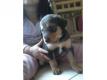 donne chiot Ardche Saint-tienne-de-Lugdars
