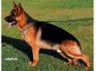 Superbe chiots berger allemand lof Nord Escaudain