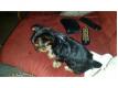 Adopter un yorkshire Rhin (Haut) Rosenau
