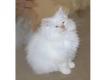 Adorable mle Sacr de birmanie 3 mois Gers Auch
