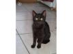 Janice, chaton femelle noire, type europen, non LOOF Pas de Calais Bthune