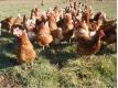 poules pondeuses plein air Nord Beaurepaire-sur-Sambre