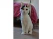 Sally adorable chaton femelle tricolore Pas de Calais Hinges