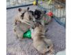 Chiots Bouledogue franais Rhne Lyon