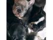 Chiots bouledogue franais de 03 mois Rhne Lyon