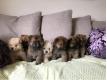 Superbe chiots chow chow LOF Morbihan Vannes