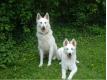 berger blanc suisse Nord Hornaing