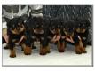 Chiots Rottweiler Femelle au LOF Paris Paris