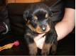 Chiot Rottweiler LOF Mle Somme Ablaincourt-Pressoir