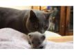 Superbes Chatons Chartreux  Rhin (Bas) Strasbourg