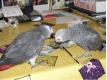 Couple perroquets gris du gabon 5 mois eam parleur R�gion Bruxelloise Sint-Jans-Molenbeek
