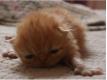 Chatonnes Persannes LOOF Nord Craywick
