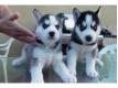 Chiots husky sibrien dispos Val de Marne Vitry-sur-Seine