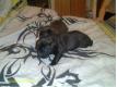chiot a vendre Hainaut Herseaux