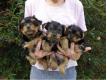 EN ADOPTION Yorkshire Terrier Paris Paris