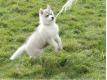 Magnifique Husky siberien Loof Pas de Calais Livin