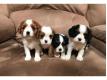 chiots cavalier king charles disponibles de suite  Paris Paris
