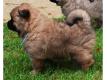 Superbe Femelle chiot EURASIER Alpes Maritimes Nice