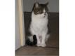 Lily adorable jeune chatte blanche et tigre Pas de Calais Beuvry