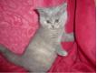 A rserver 4 chatons british shorthair LOOF  Paris Paris