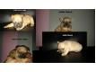 a rserver chiots type bouledogue franais Nord Wattrelos