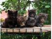  Dons Chatons Maine Coon loof pour compagnie Seine et Marne Torcy