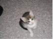 donne chaton Nord Villeneuve-d'Ascq